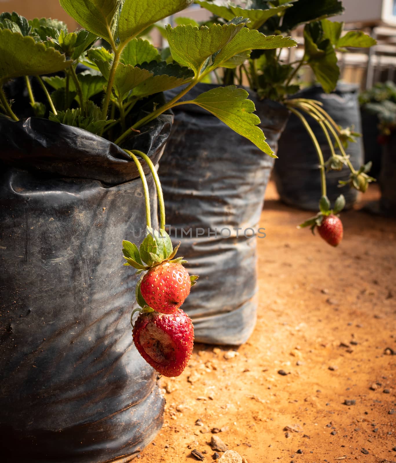 Inside the Strawberry farm in Nuwara Eliya by nilanka