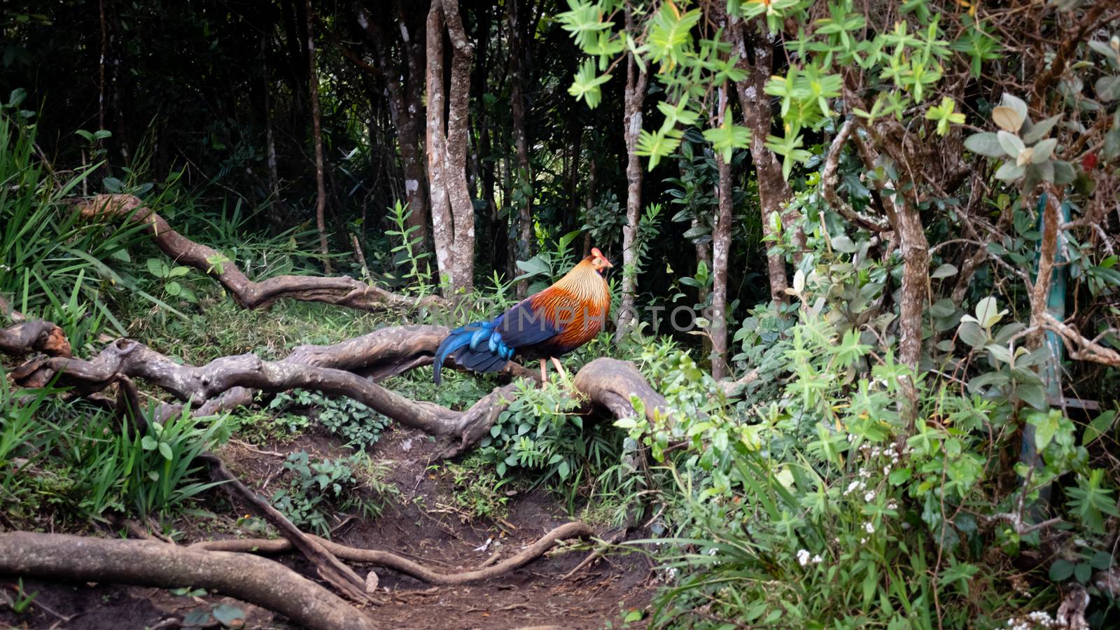 The Sri Lankan junglefowl spotted in Horton plains, where it is the national bird in Sri Lanka