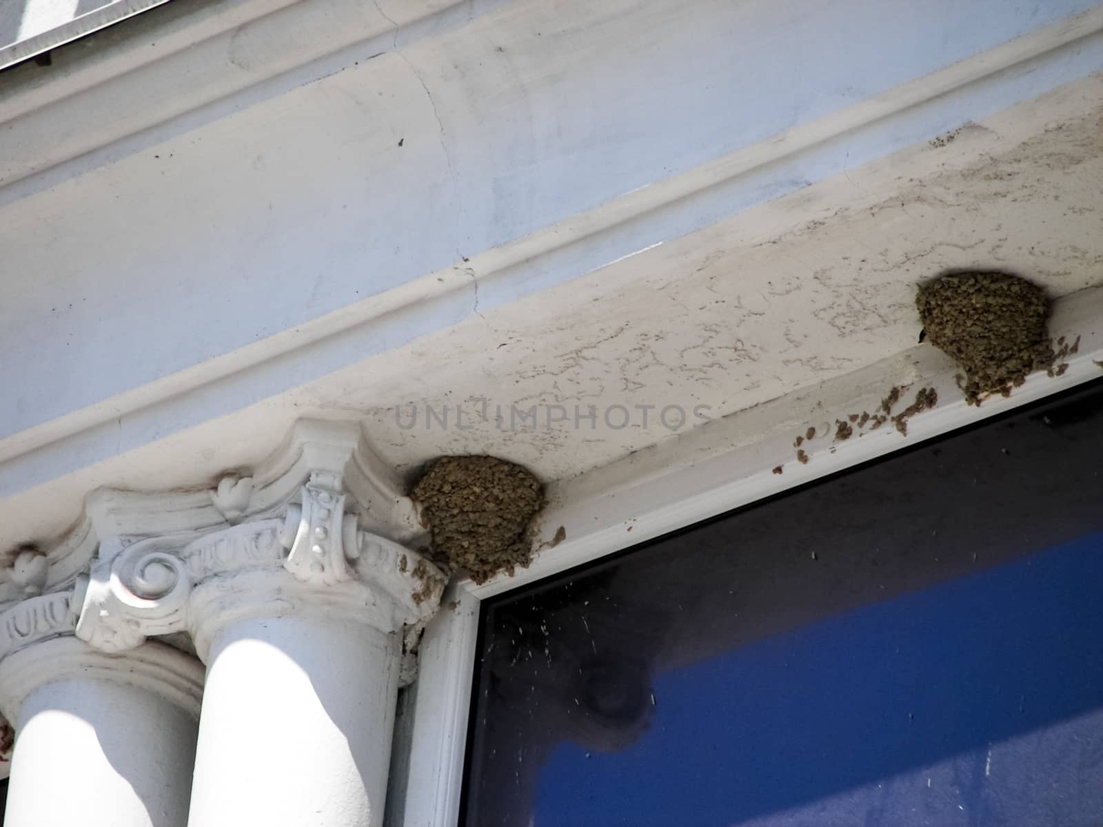 Nest swallows above the eaves of the building. by DePo