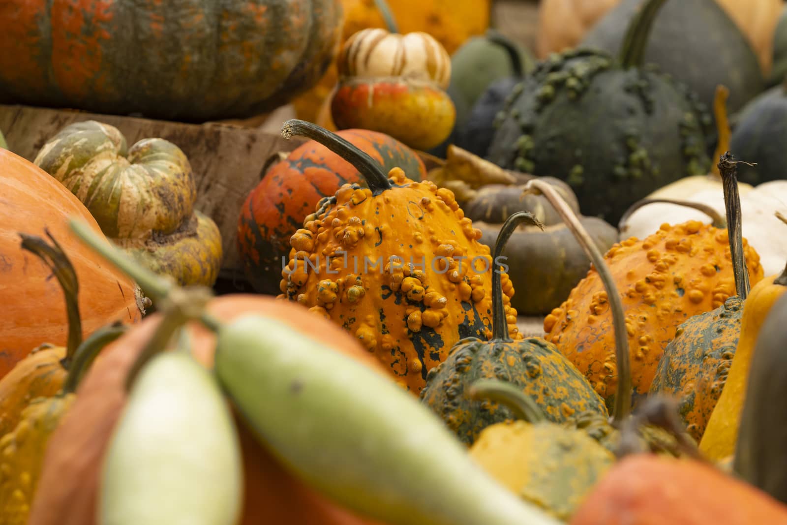 Collection of huge pumpkins, of all shapes, colors and sizes, exhibited in baskets or on the ground, in the Royal Botanical Garden in Madrid, Spain.