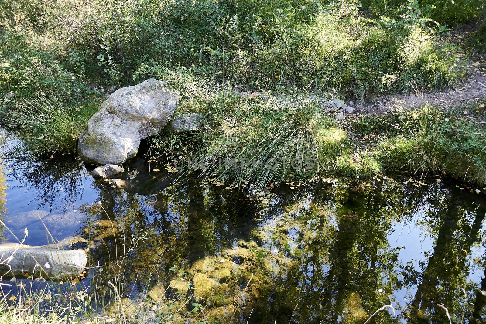 Reflections of vegetation in mountain river, bright day, green, light, tranquility