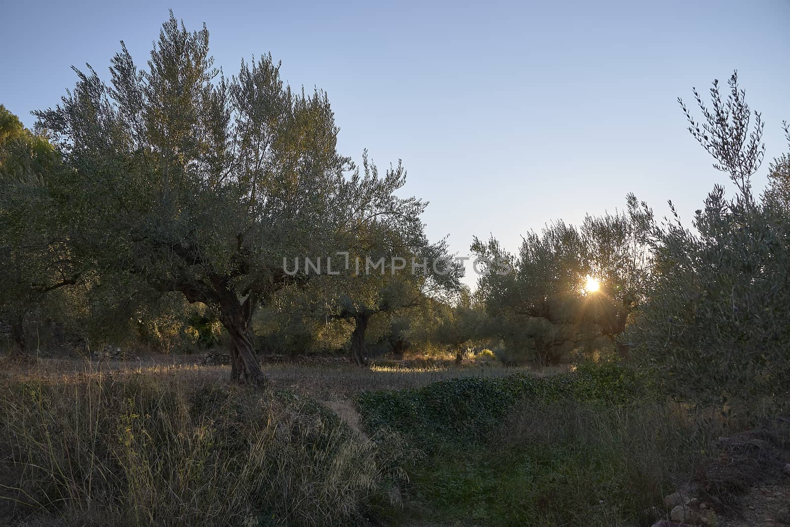 Sun setting between olive groves, sunset, olive trees, mount