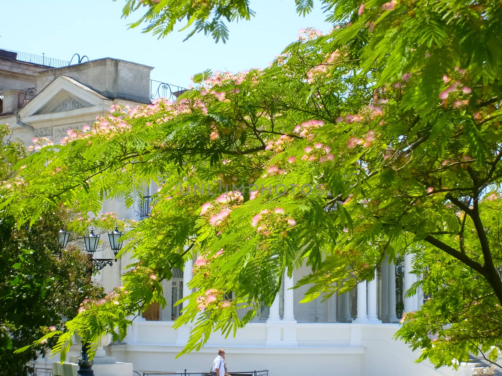 Tree of flowering acacia. It's a beautiful tree.
