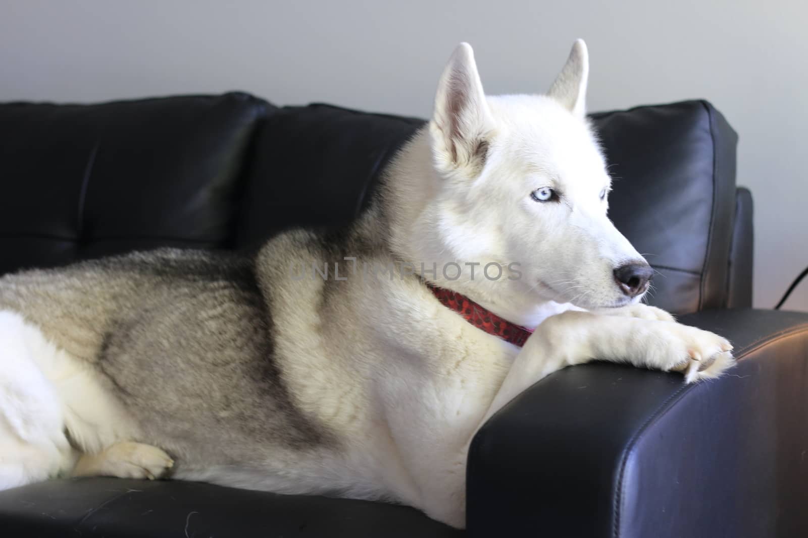 siberian husky watching on a leather couch by mynewturtle1