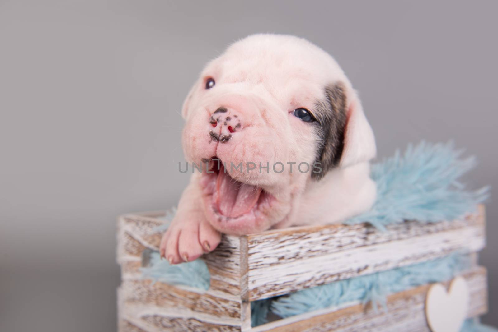 American Bulldog puppy dog is yawning on gray by infinityyy