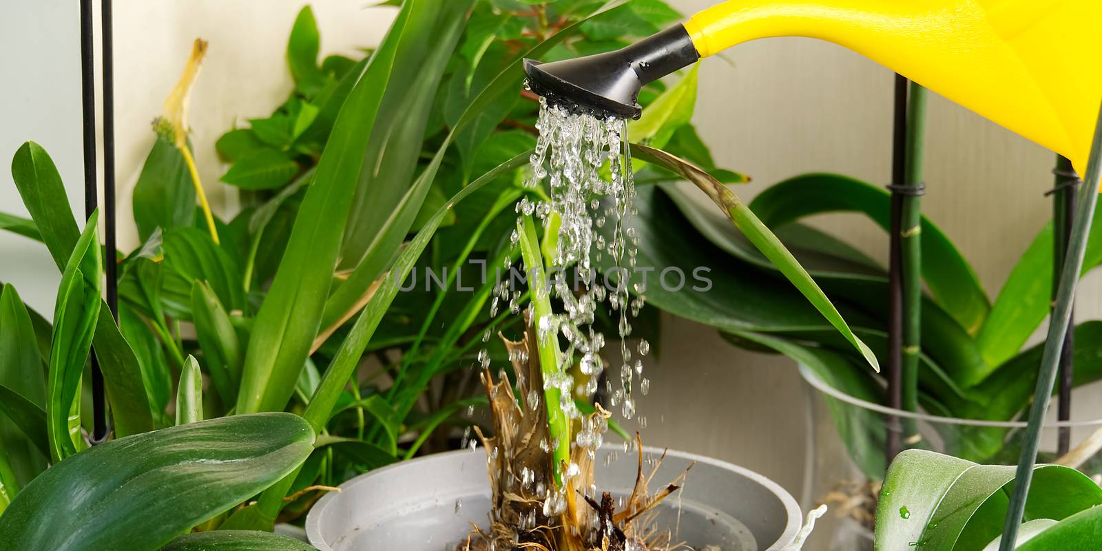 woman gardener watering orchid flowers athome. houseplant care. Home gardening, love of plants and care. housework and plants care concept.