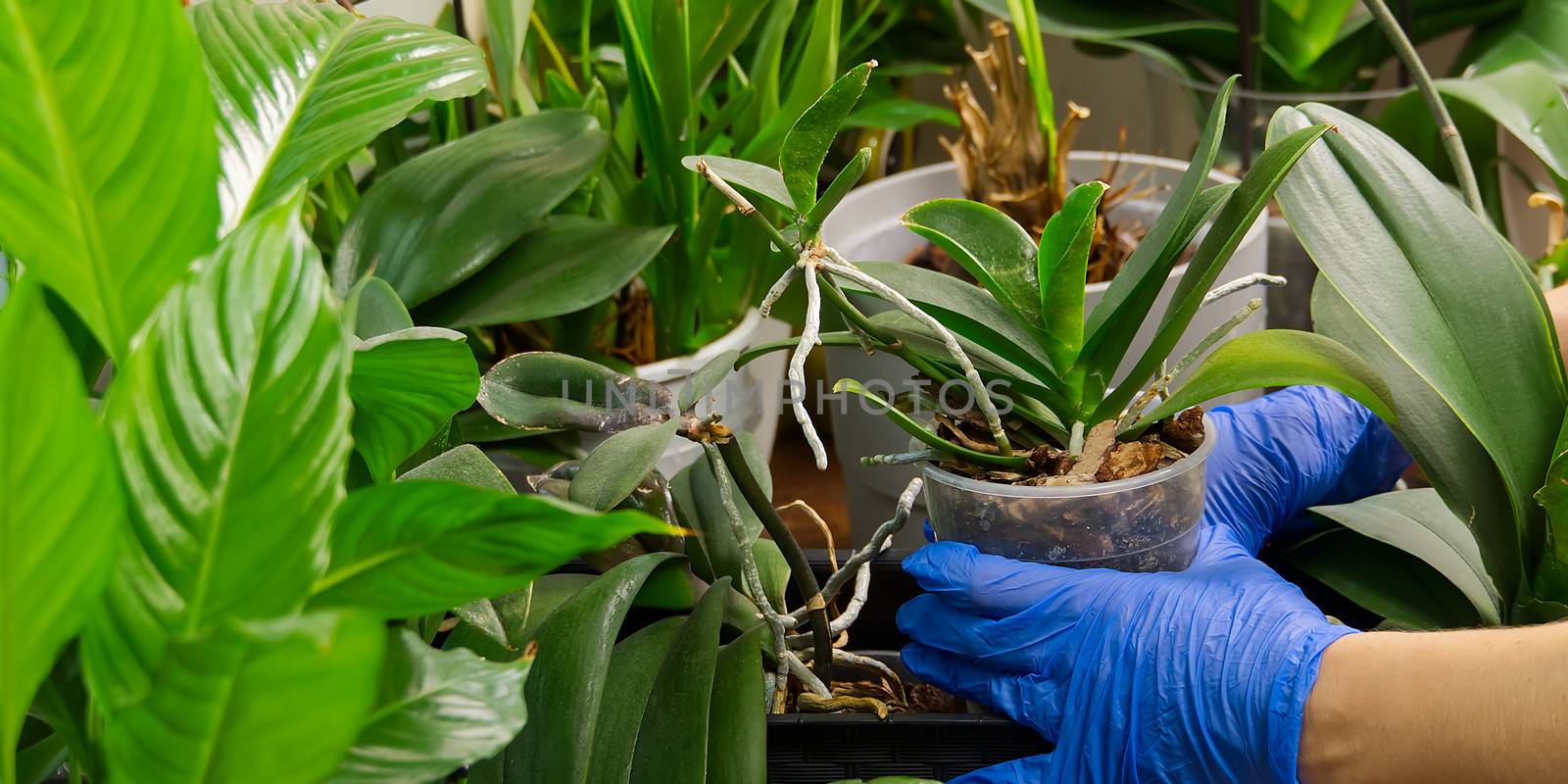 Young woman cultivating flowers. Woman caring for house plant orchid. hands take care of plants. Indoor home garden plants. Home gardening concept