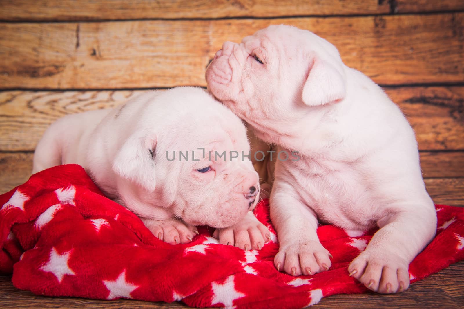 Two Funny American Bulldog puppies dogs are sleeping. Christmas or New Year background