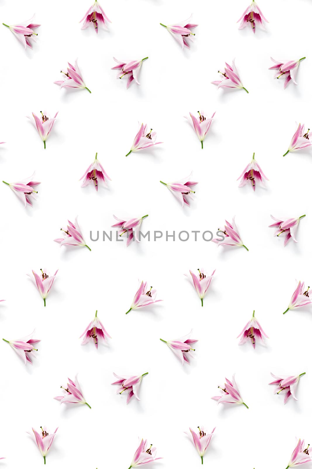 isolated pink Lilly flower bloom on white background, lilly flower flat lay creative background.