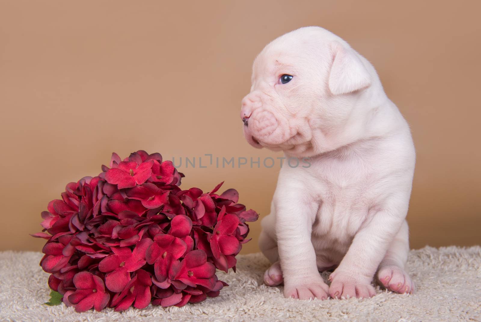 Two funny American Bulldog puppies dogs on gray background