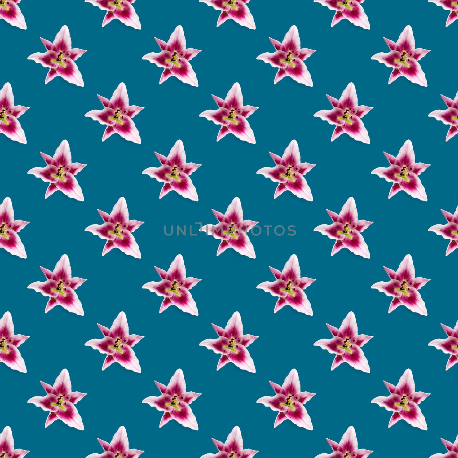 seamless pattern of pink Lily flower bloom. Pink lily flowers over blue background seamless texture. flat lay flower pattern