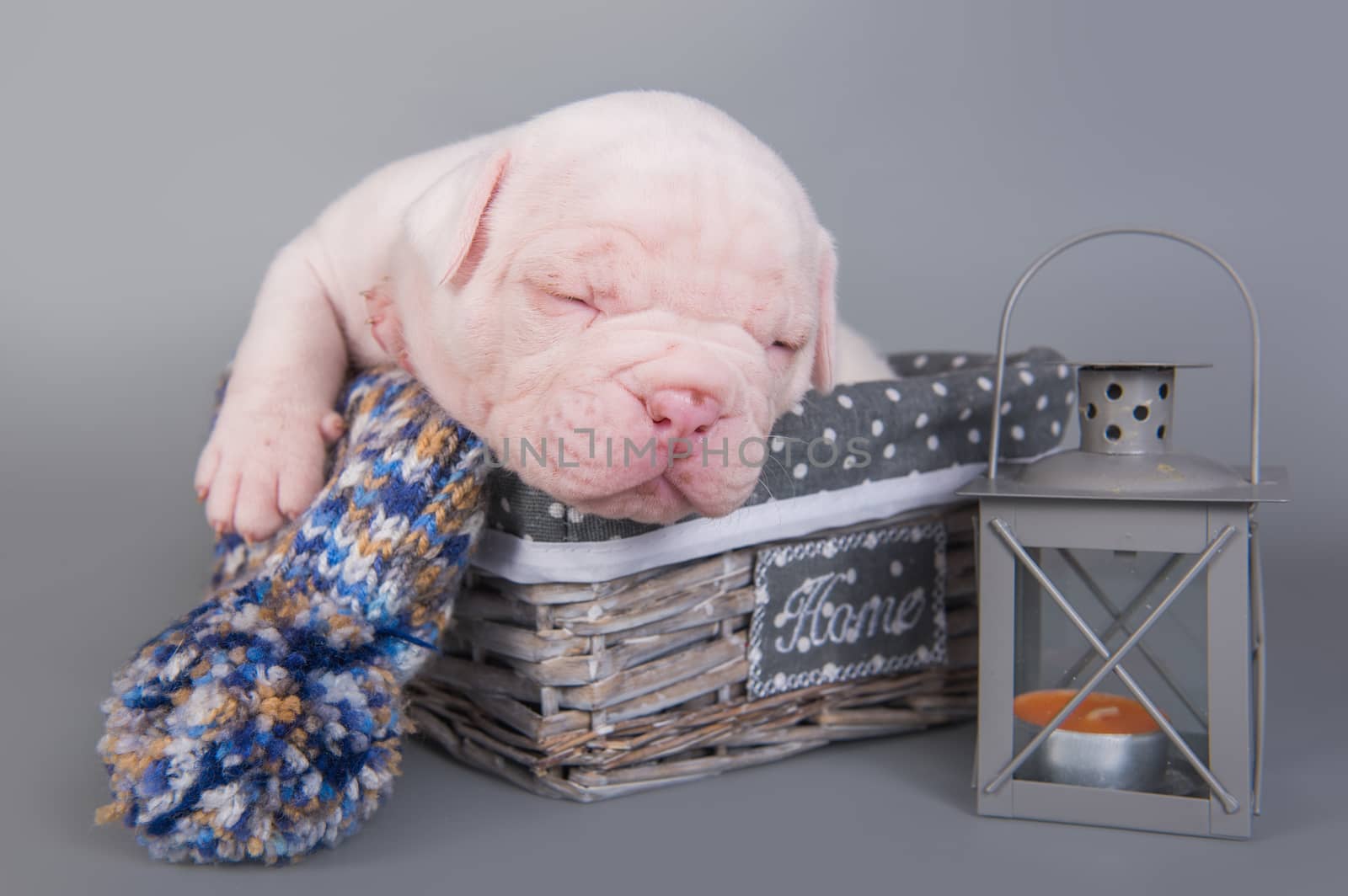 Funny small American Bulldog puppy dog is sleeping in a wood basket with lantern on gray blue background.