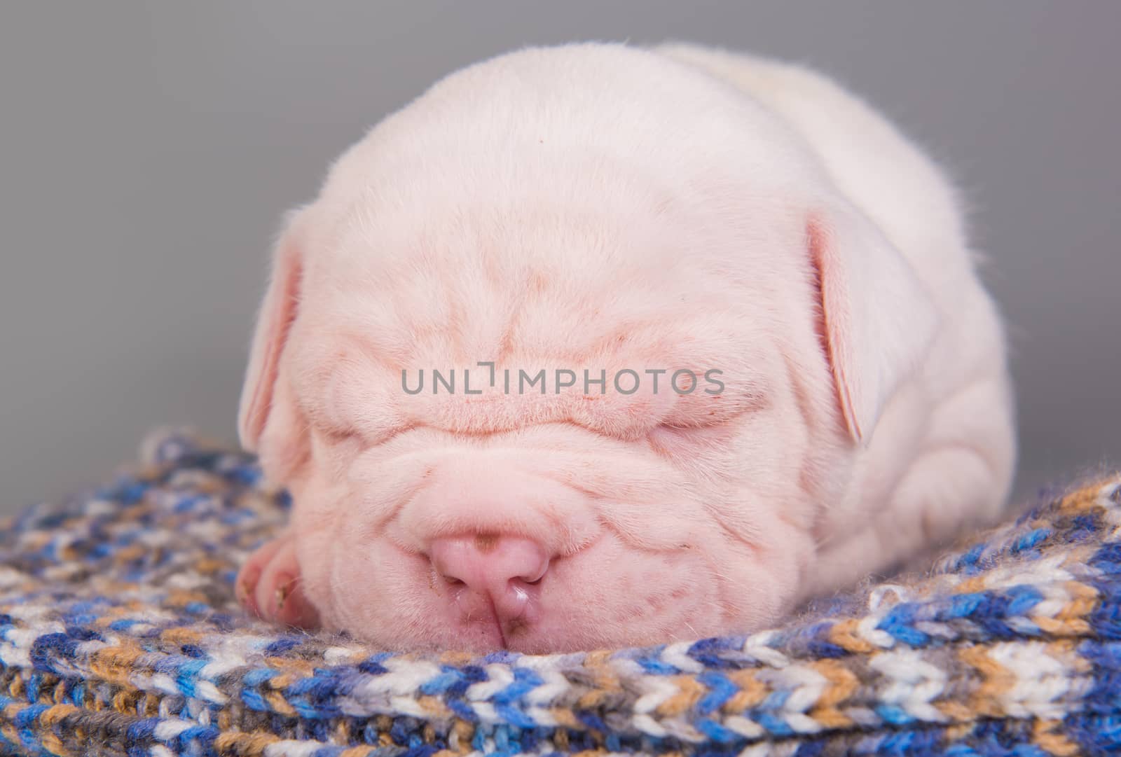 Funny small American Bulldog puppy dog is sleeping on gray blue background.