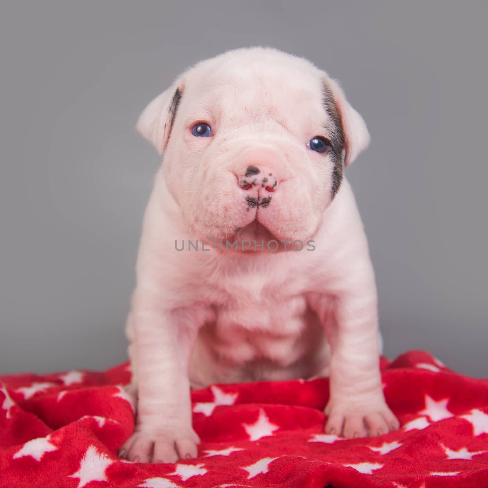 American Bulldog puppy dog on gray red background by infinityyy