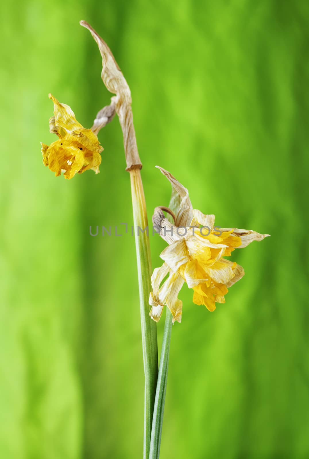 Close up of yellow narcissus - daffodil -on green background , dried flowers with long green stems