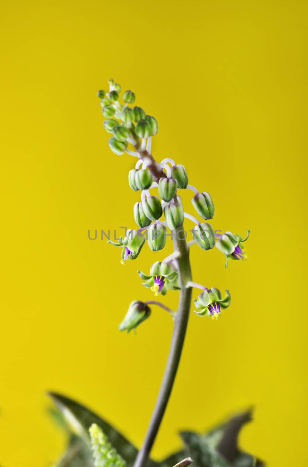 Beautiful yellow-purple  flowers of ledebouria socialis -silver squill or wood hyacinth - on yellow background