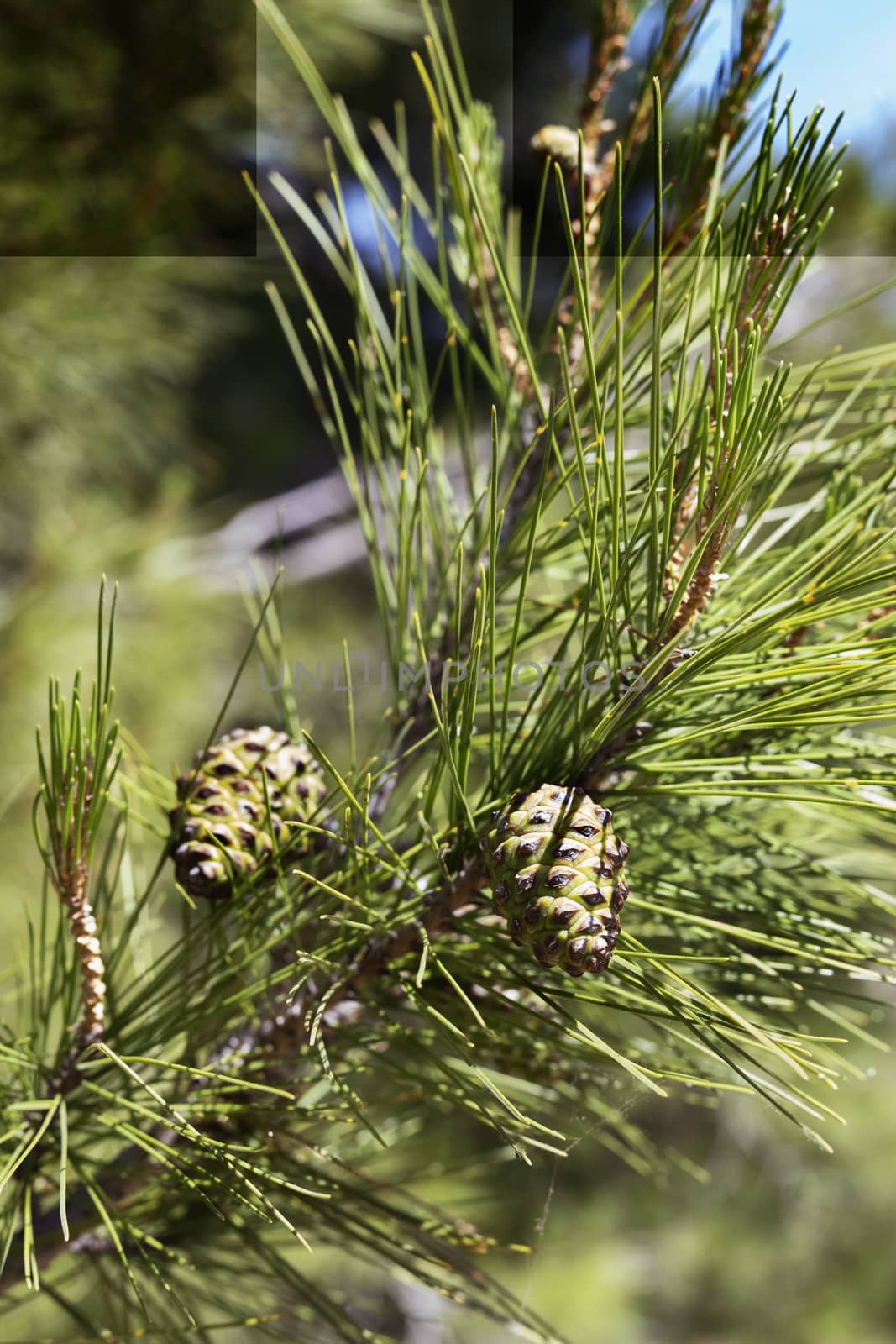 Green cones of pine tree , beautiful green pine needles 