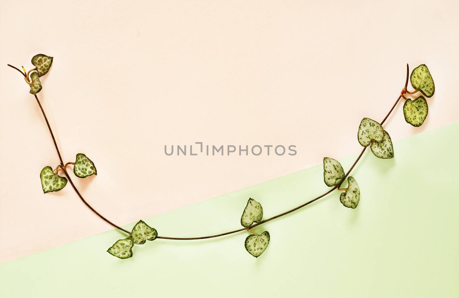 Flowering plant of ceropegia woodii also called chain of hearts or string of hearts on pink -green background, evergreen succulent plant with leaves shaped like heart