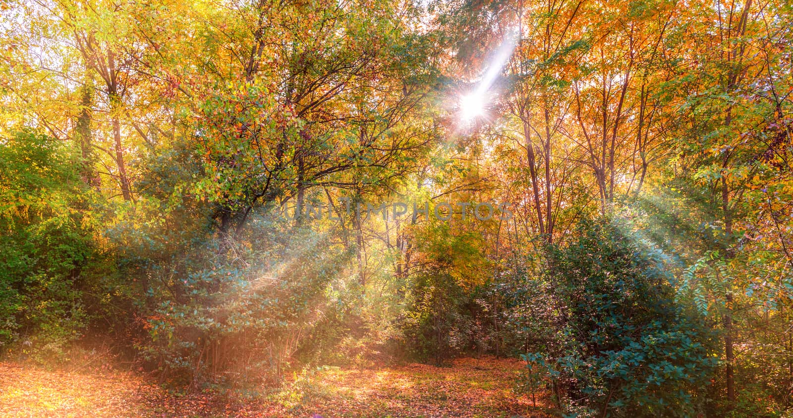 Autumn color in a forest in southwest France in October by Frederic