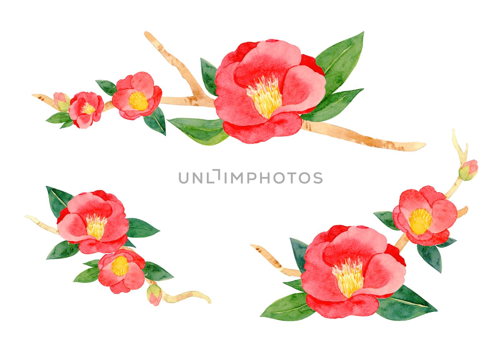 red camellia japonica flower and leaves isolated on white background. Japanese tsubaki. Symbol of love. Watercolor hand painting illustration. by Ungamrung
