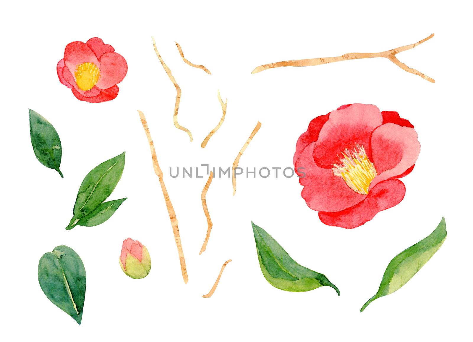 red camellia japonica flower and leaves isolated on white background. Japanese tsubaki. Symbol of love. Watercolor hand painting illustration.