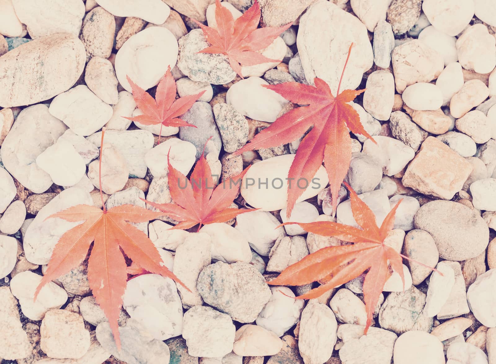 Autumn Leaves over pebbles background by artush