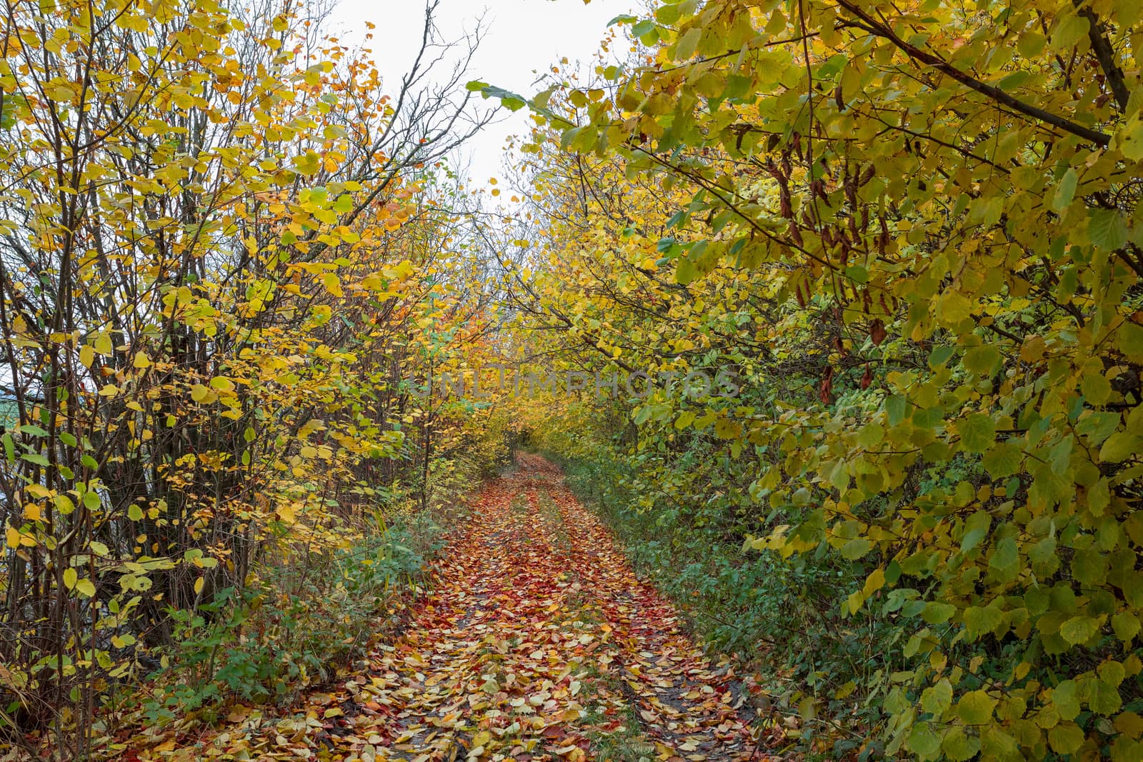 fall colored trees on alley in autumn by artush