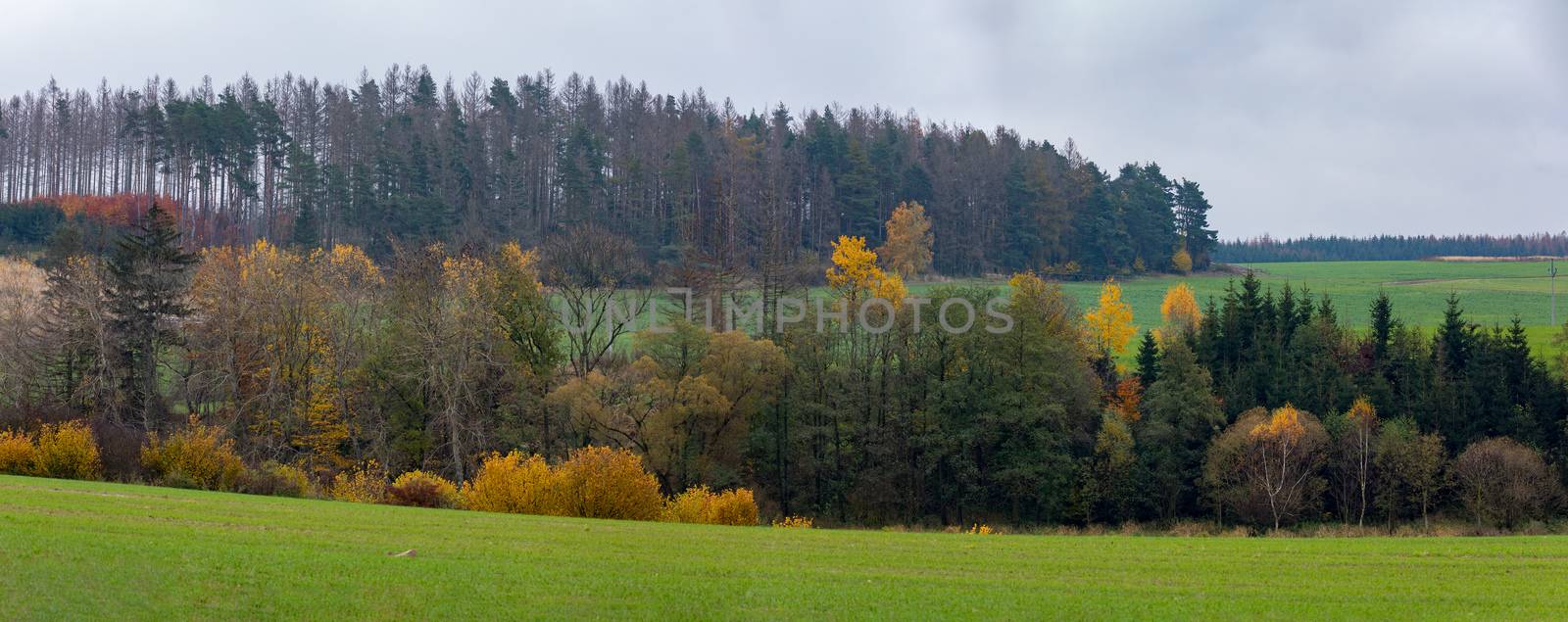Autumn landscape coloured trees and meadow, Highland Vysocina, Czech Republic, Mined woodland attacked by beetle.