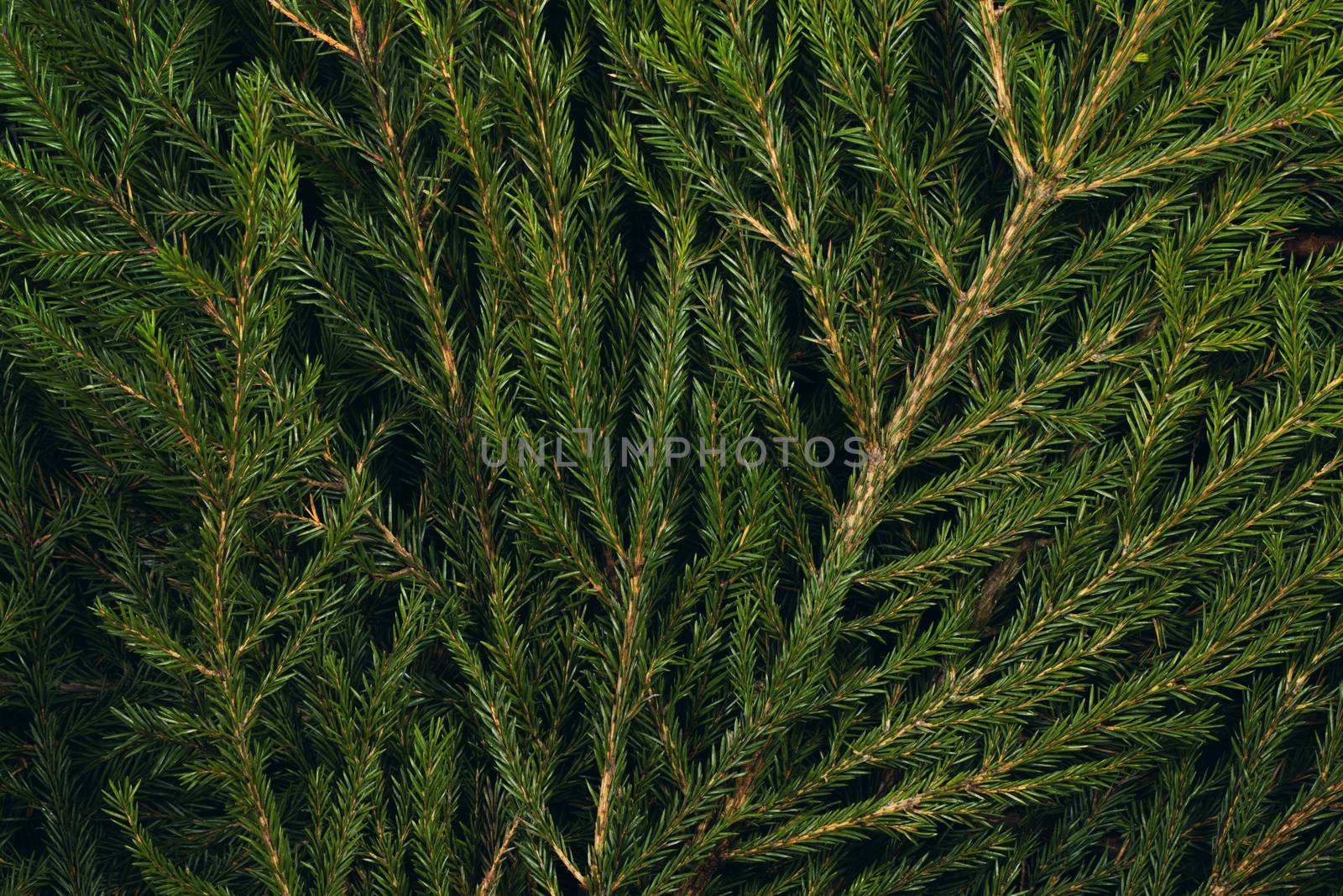 Fir tree branch christmas new year background close up