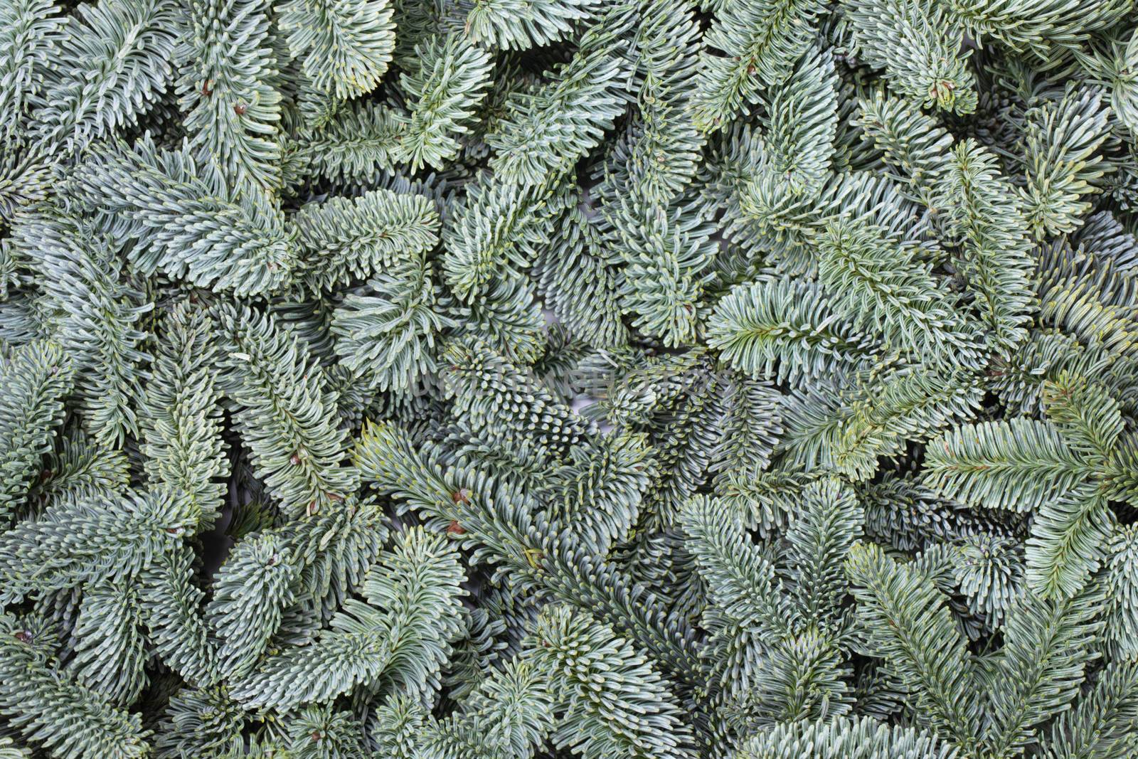 Noble fir tree branch christmas new year background close up
