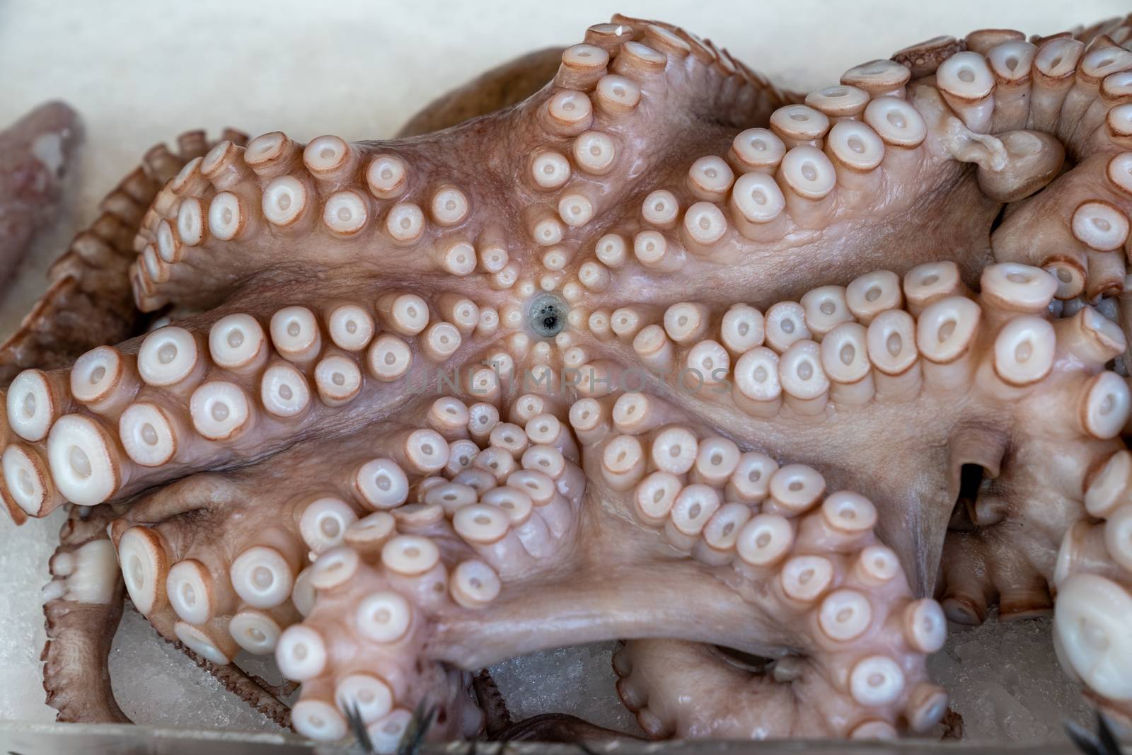 Whole frozen octopus on ice close up by Robertobinetti70