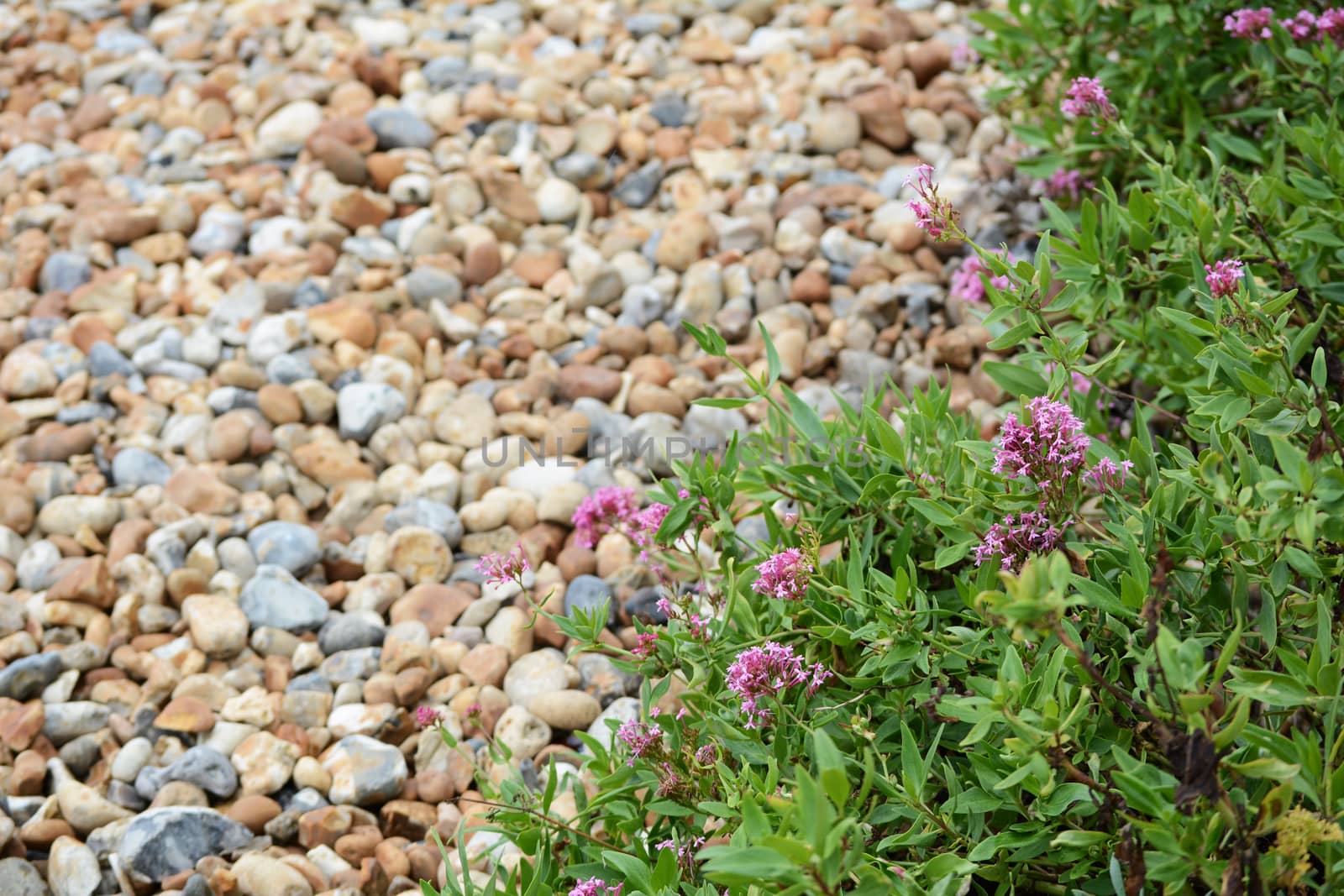 Red Valerian - centranthus ruber - grows wild on shingle beach in Eastbourne on the English coast