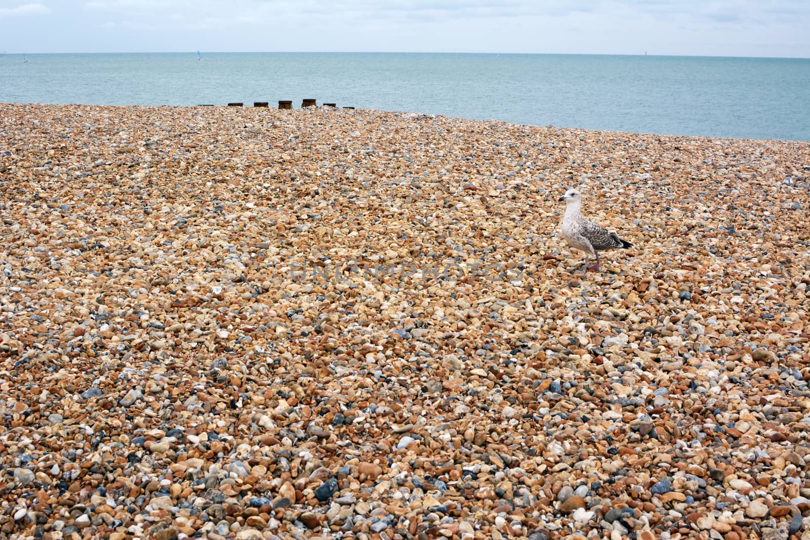 Seagull walks across shingle beach in Eastbourne, East Sussex in the United Kingdom