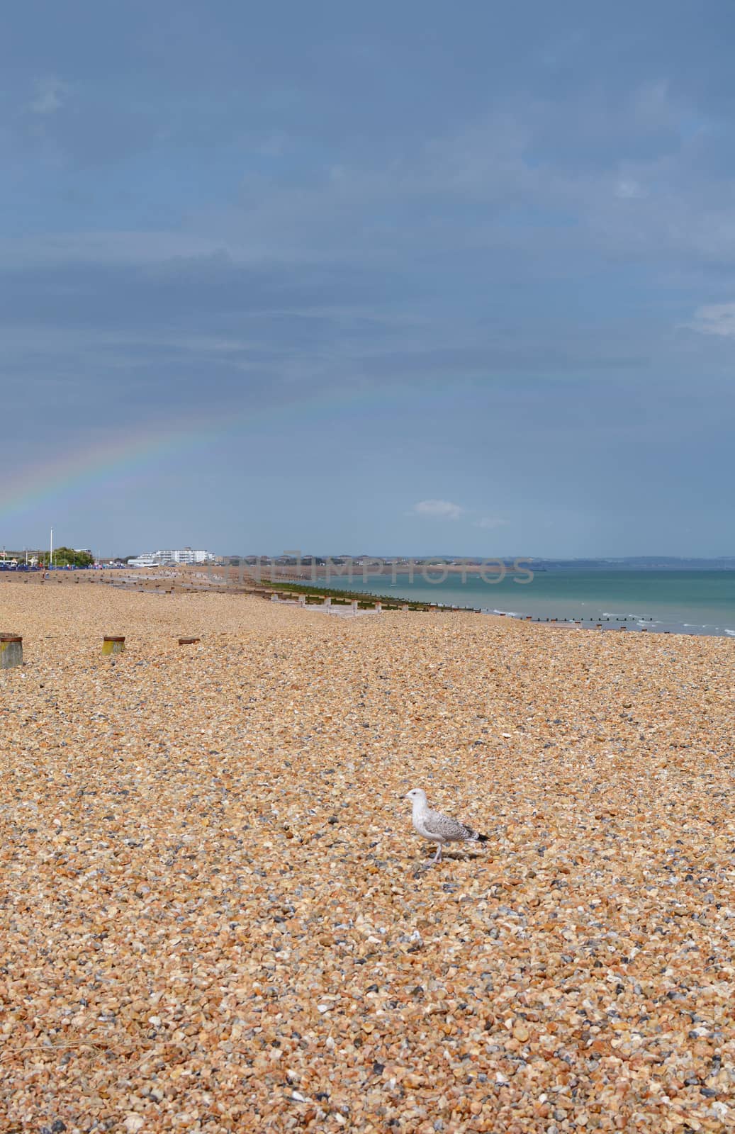 Seagull in sunshine on a pebble beach in Eastbourne; a faint rainbow arches across the dark sky in the distance
