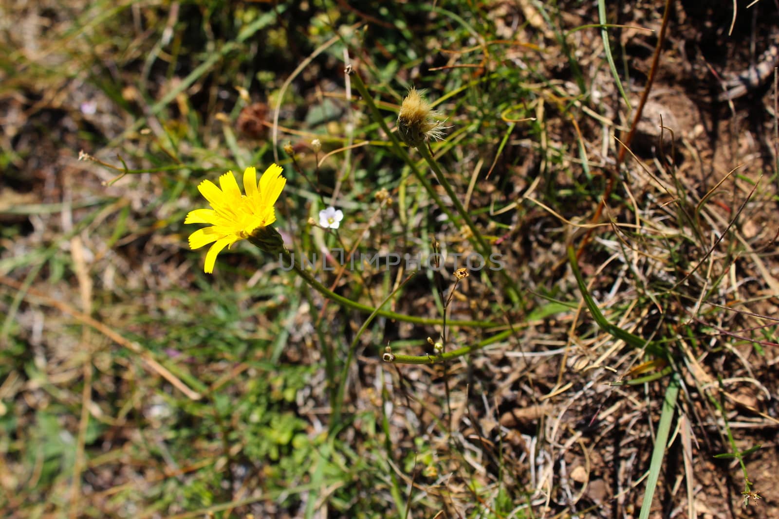 Yellow flower in the grass in autumn. Bjelasnica Mountain, Bosnia and Herzegovina.