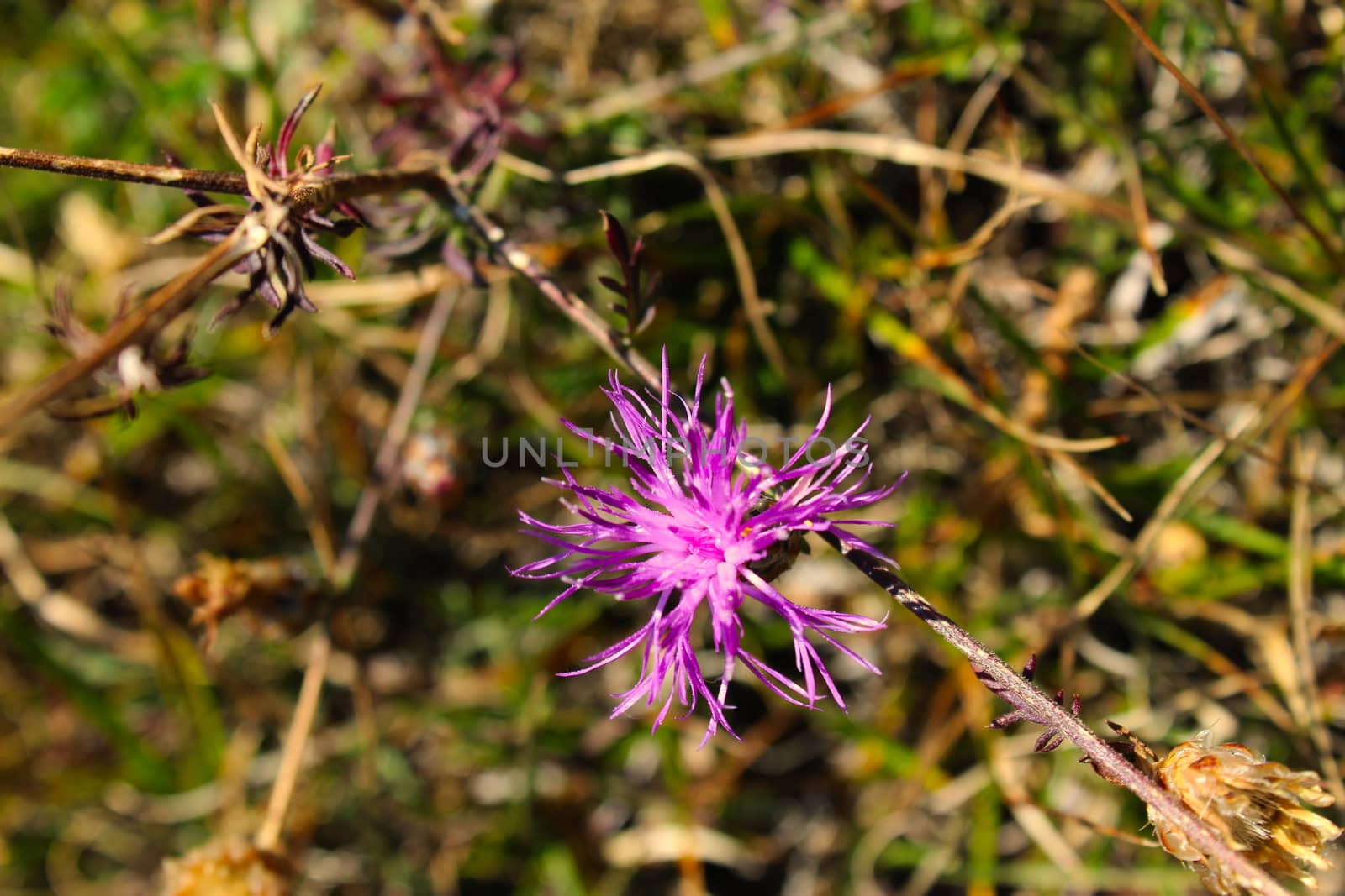Centaurea jacea (brown knapweed or brownray knapweed) is a species of herbaceous perennial plants in the genus Centaurea native to dry meadows and open woodland. by mahirrov
