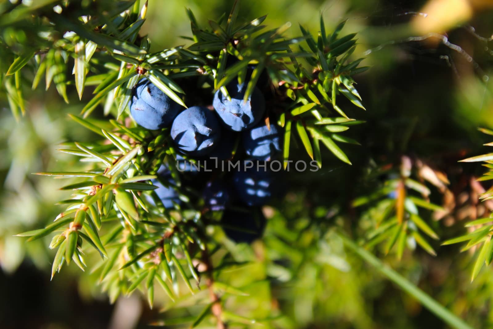 Ripe blue juniper berries on a branch between green needles. Juniperus communis fruit. by mahirrov