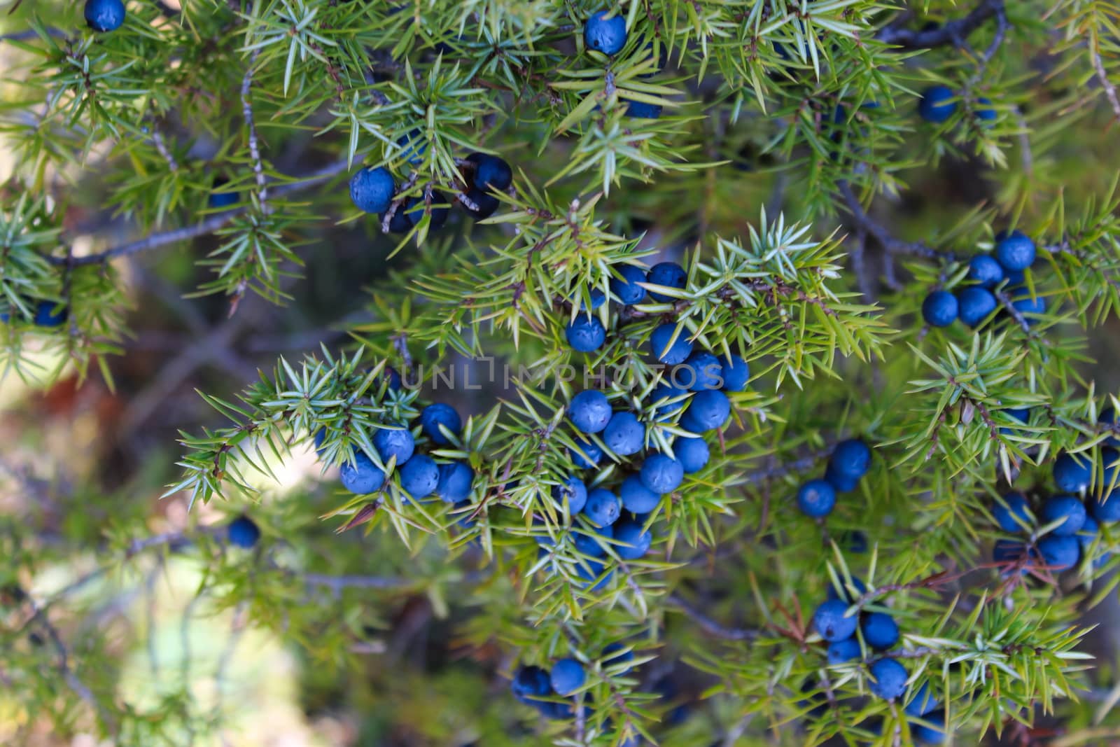 Lots of ripe navy blue juniper berries on a branch between green needles. Juniperus communis fruit. by mahirrov