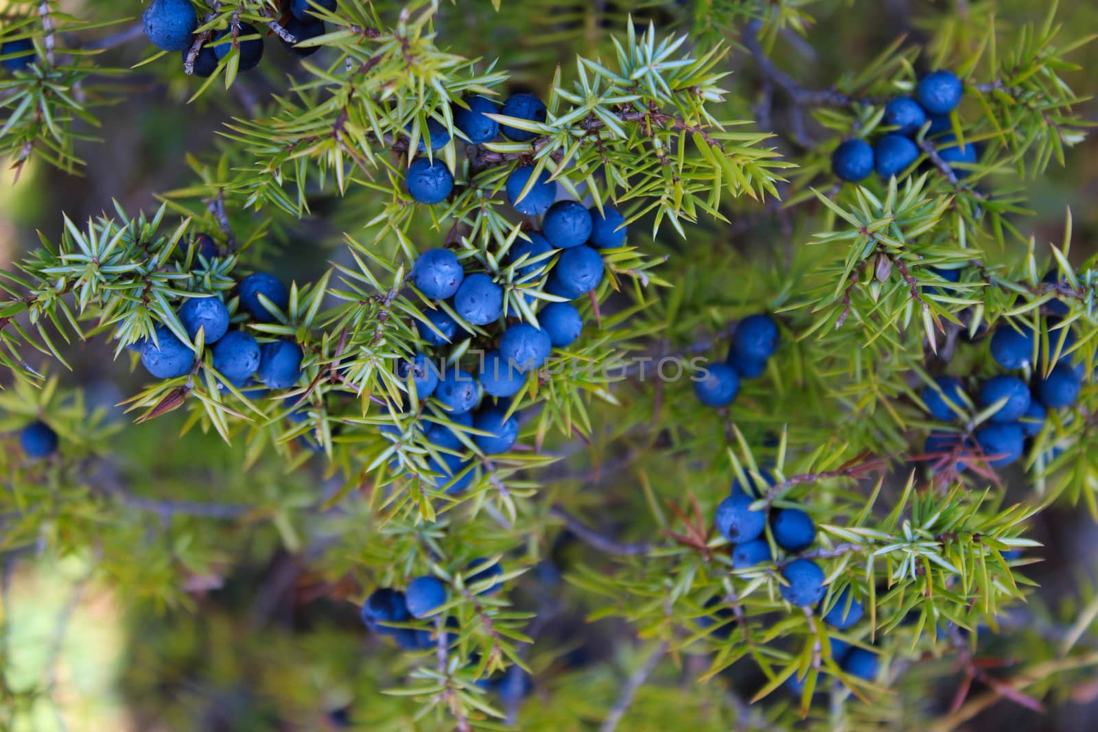 Close up a lot of ripe navy blue juniper berries all over the branch between the green needles. Juniperus communis fruit. by mahirrov