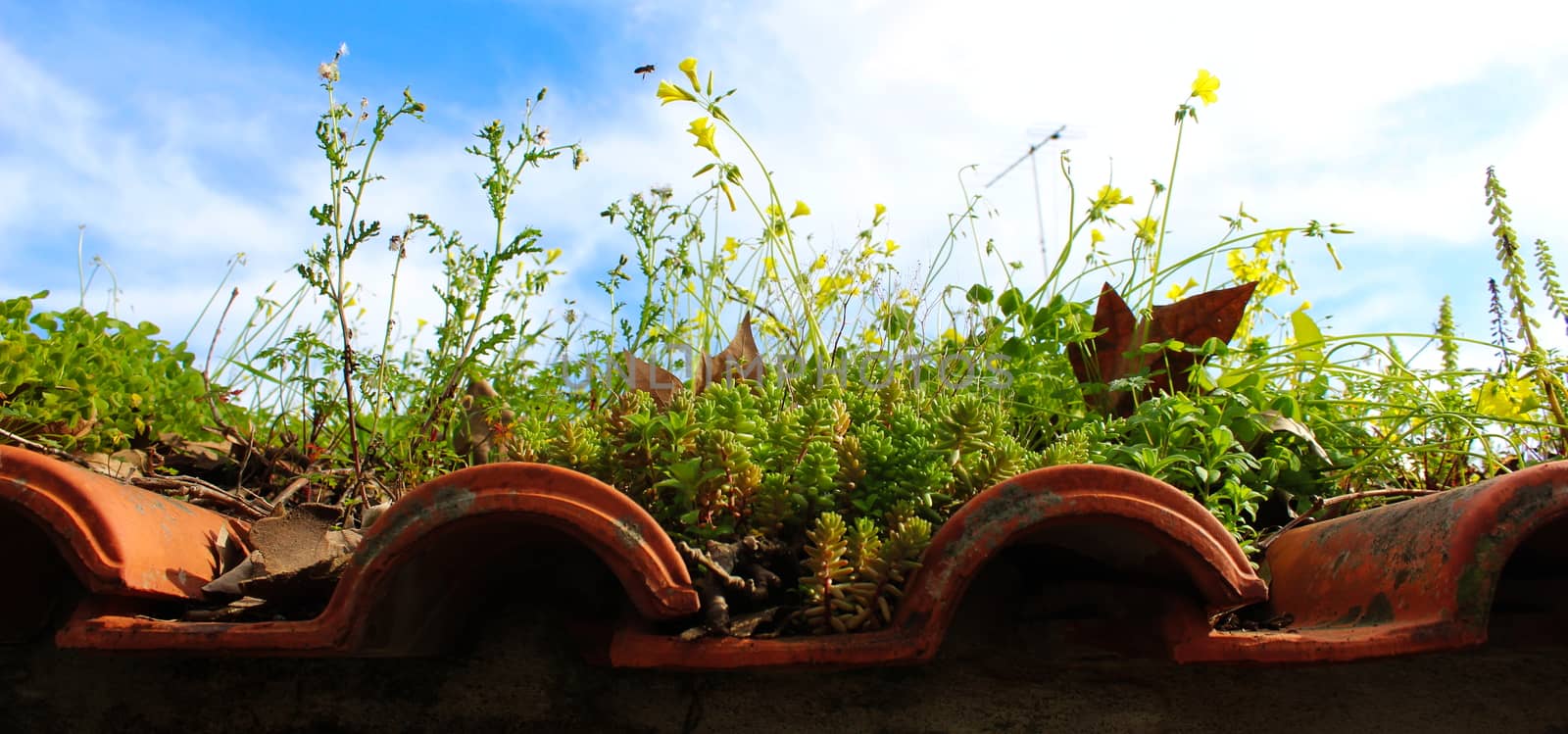 A game of nature on an old roof. An ecosystem has been established on the old roof of the old building. A beautiful scene with plants, dry leaves, a bee and plant debris. by mahirrov