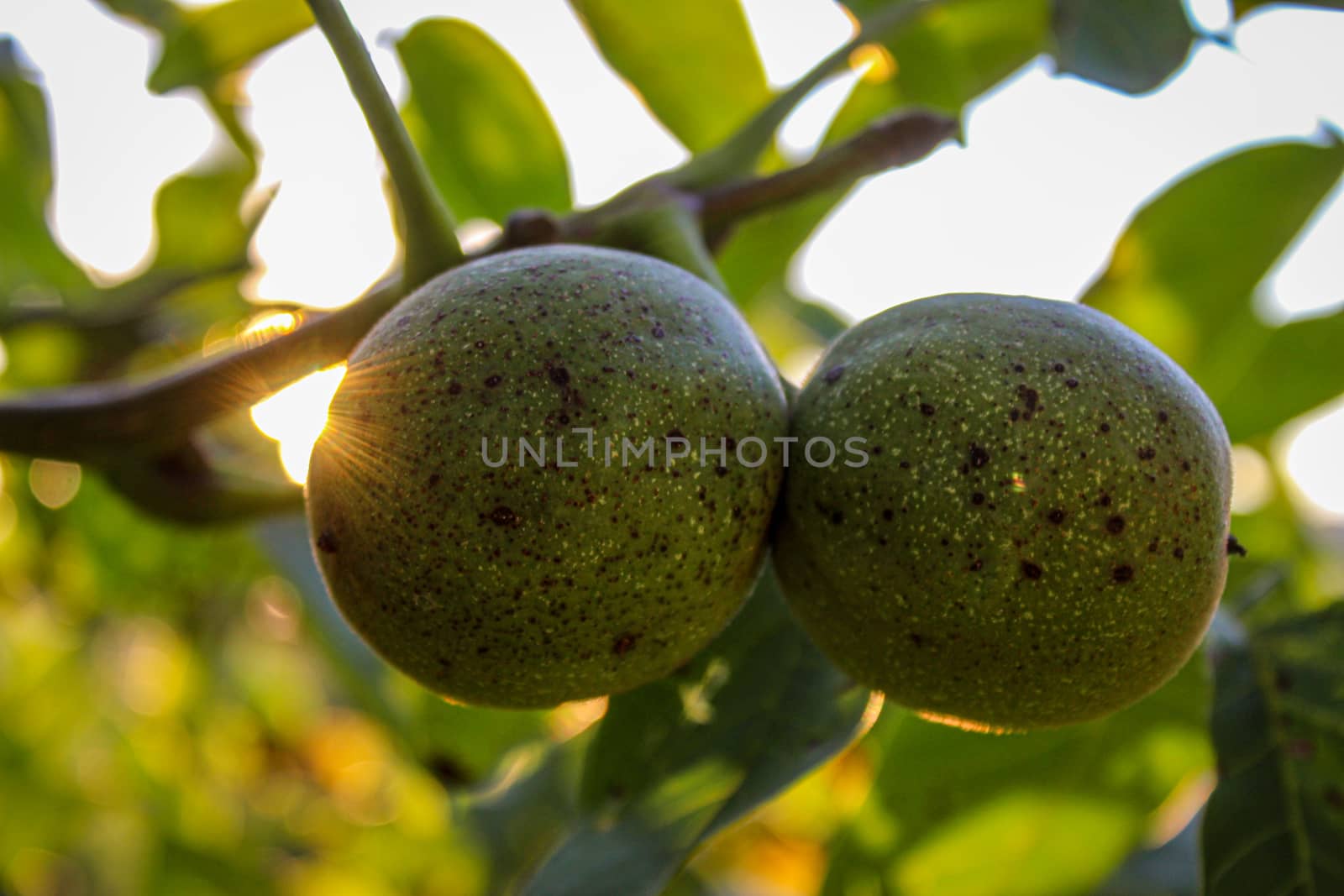 Two green walnuts on a branch with a leaves in the background. Zavidovici, Bosnia and Herzegovina.