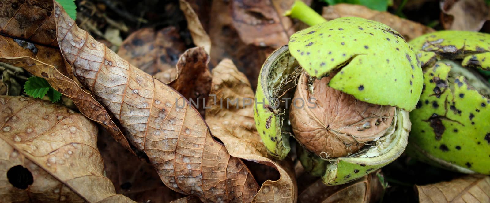 A walnut banner seen inside a cracked green shell. Walnut fruit on leaves and grass. by mahirrov