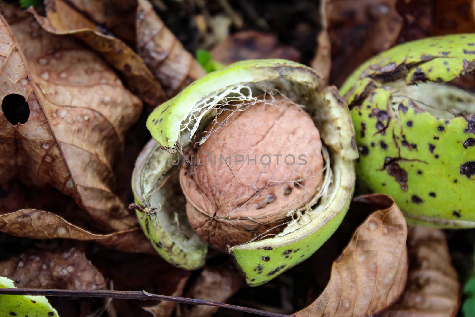 Harvesting in the home garden, ripe walnut. Ripe walnut on tree - autumn background. by mahirrov