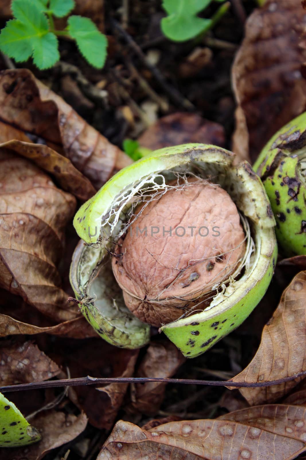 Vertical shot. A photograph of a walnut inside a cracked green shell. Beneath the walnuts are dry leaves and green grass. Zavidovici, Bosnia and Herzegovina.