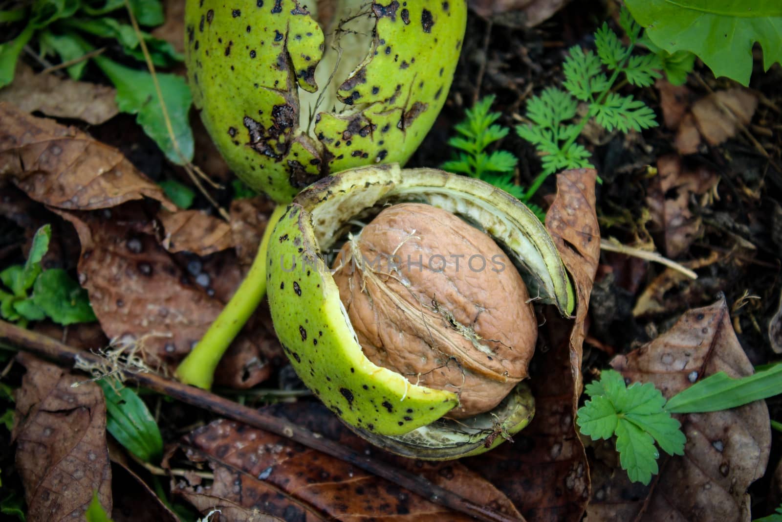 Close up of a ripe walnut inside the green shell fell to the ground among the dried leaves. Zavidovici, Bosnia and Herzegovina.