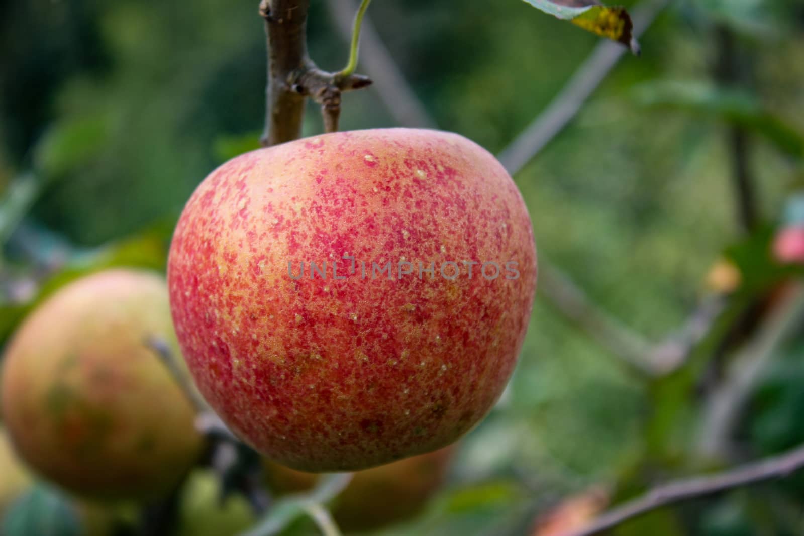 A beautiful slightly reddish apple on a branch in an orchard. Jonagold. Zavidovici, Bosnia and Herzegovina.