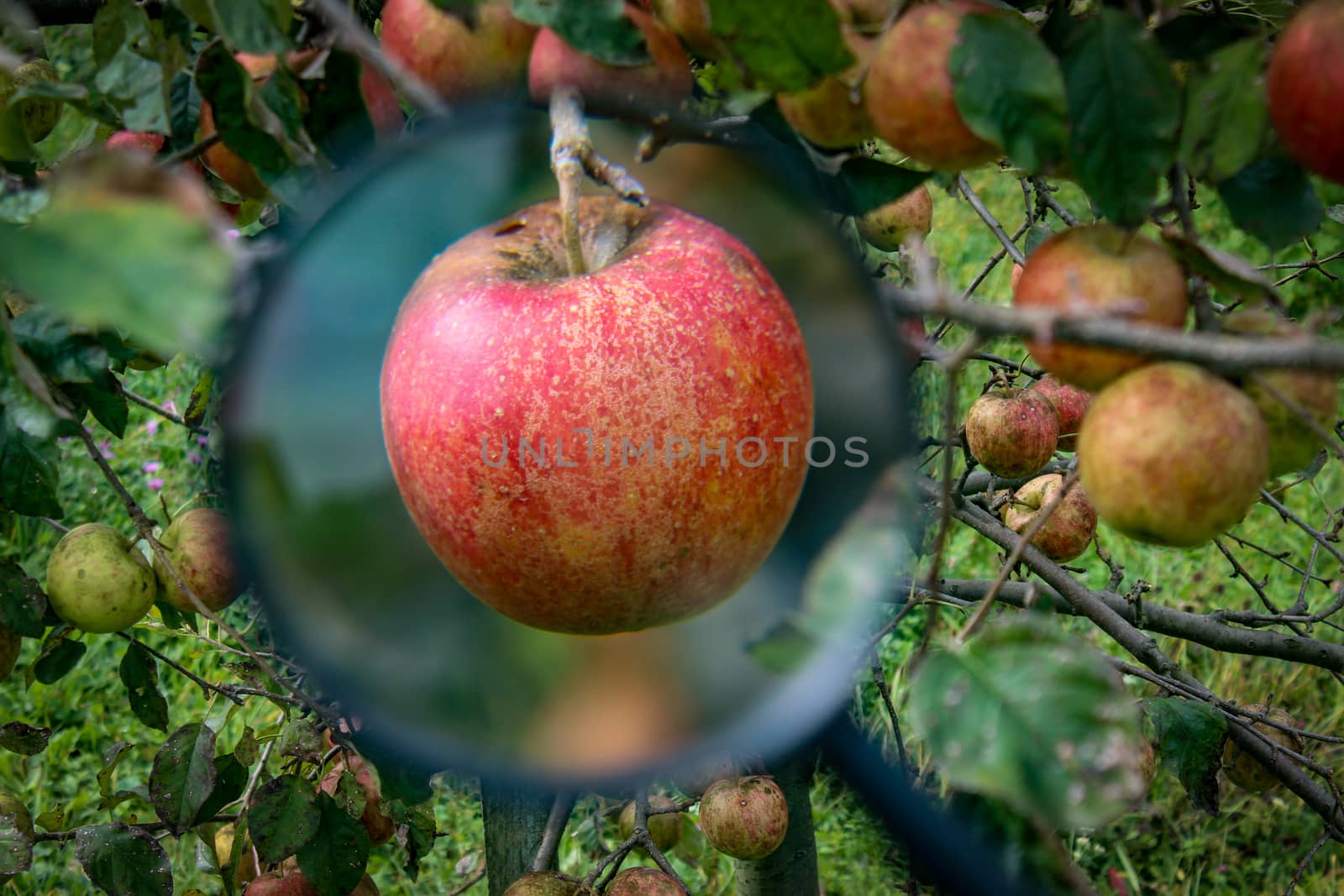 Beautiful red apple on a branch magnified with a magnifying glass. In the background on the branches are other apples. Zavidovici, Bosnia and Herzegovina.