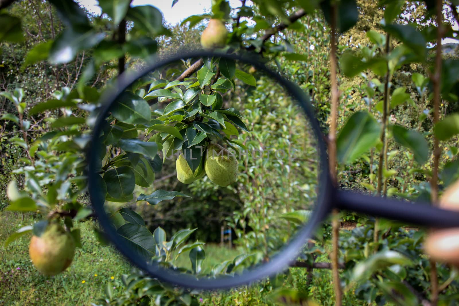 Two green pears magnified with a magnifying glass on a branch. Research on pears. Zavidovici, Bosnia and Herzegovina.