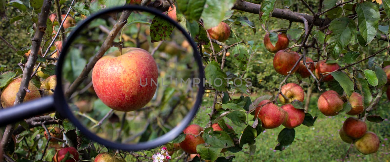 Banner of apples on a branch with an enlarged magnifying glass. In the background they have ripe apples on a branch. by mahirrov
