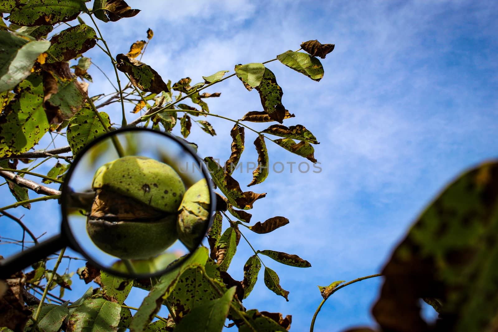 Walnut fruit enlarged with a magnifying glass. Close up of a ripe walnut inside a cracked green shell on a branch with the sky in the background. Zavidovici, Bosnia and Herzegovina.